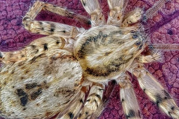 Анифен. Анифена ударяющая. паук анифена. анифена ударяющая паук. anyphaenidae.