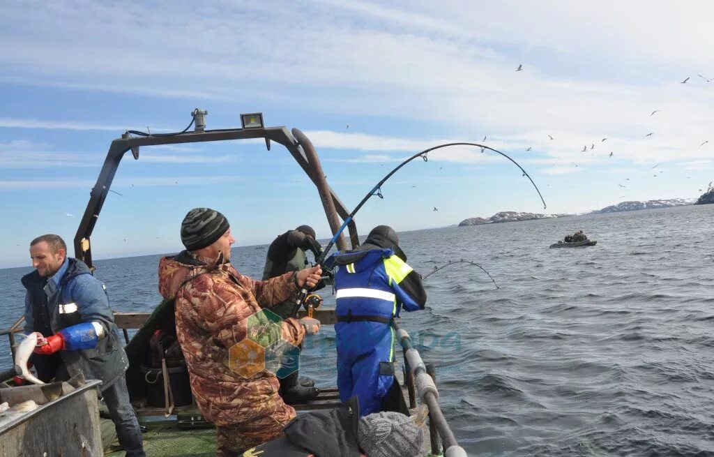 Морская рыбалка Териберка. Баренцево море. Морская рыбалка треска. Морская рыбалка в Баренцевом море. Лов трески в Баренцевом море.