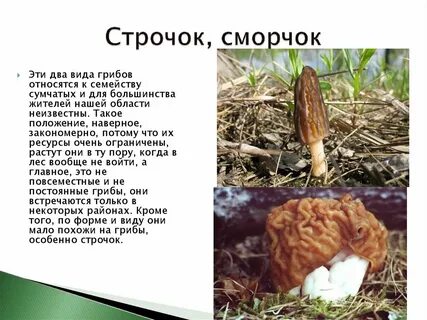Строчок съедобный или нет