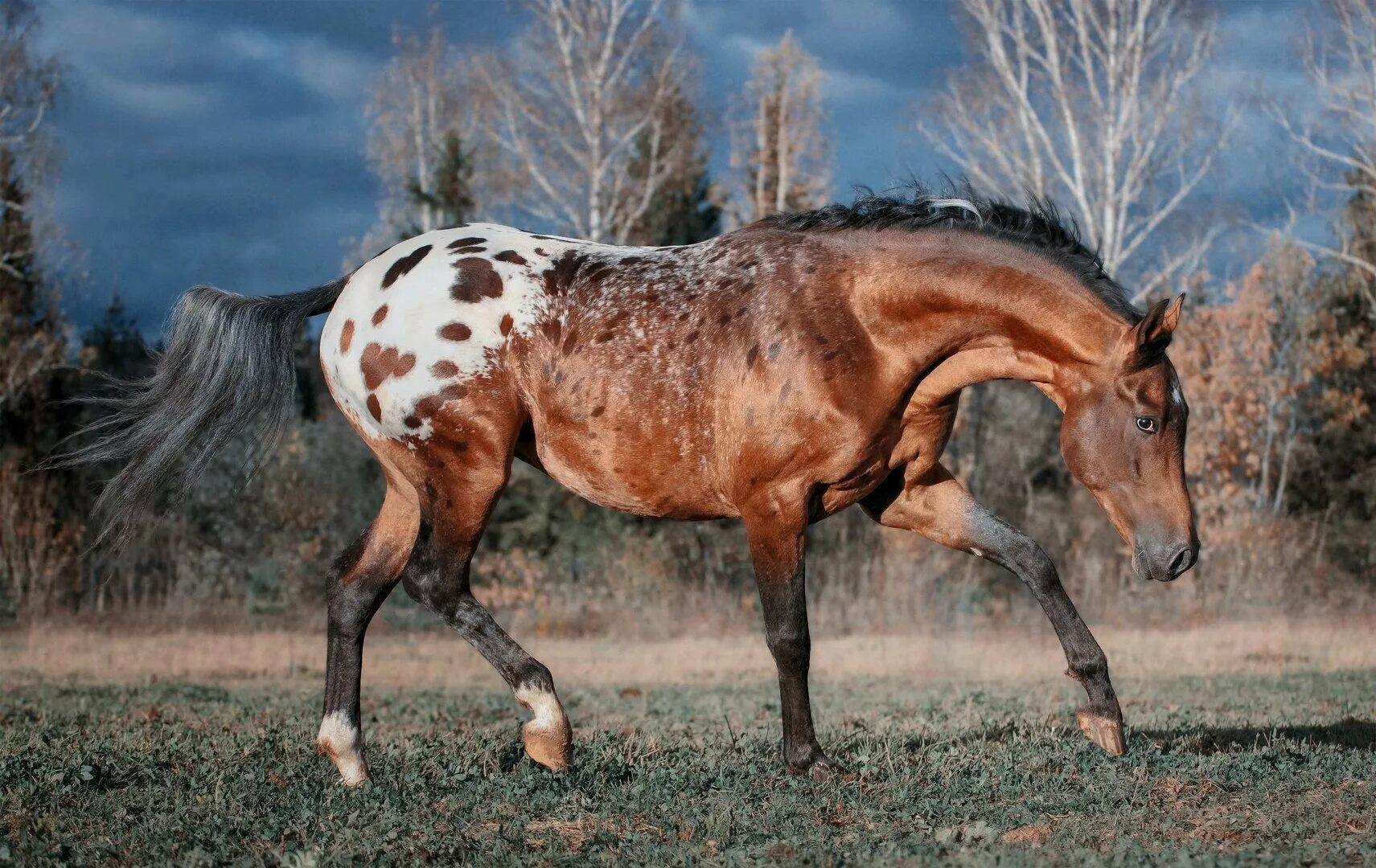 Кнабструппер лошадь. Кнабструппер лошадь. Чубарый кнабструппер аппалуза. Лошади породы кнабструппер. Лошади породы кнабструппер.