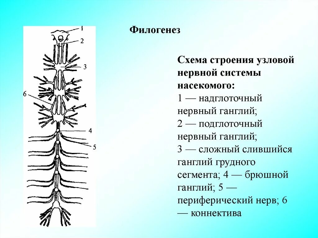 Схема строения Узловой нервной системы насекомого:. Узловая нервная система схема. Нервная система насекомых схема. Строение Узловой нервной системы.