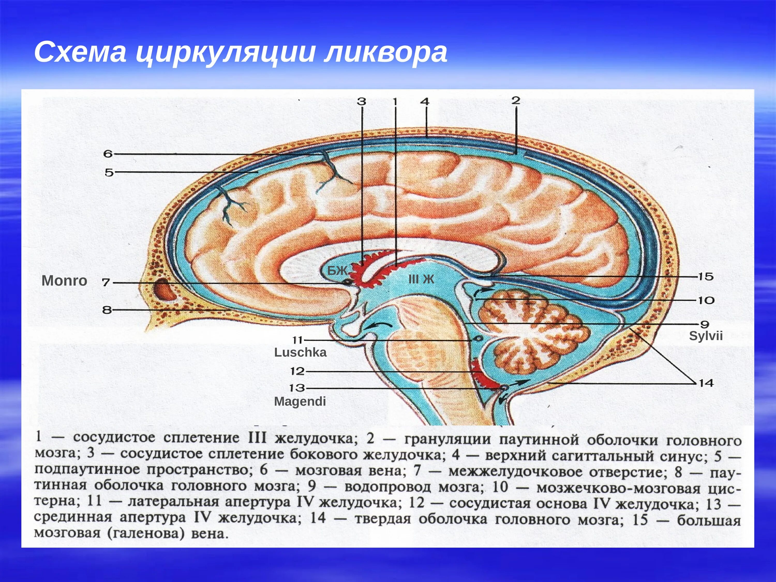 Образования желудочков мозга