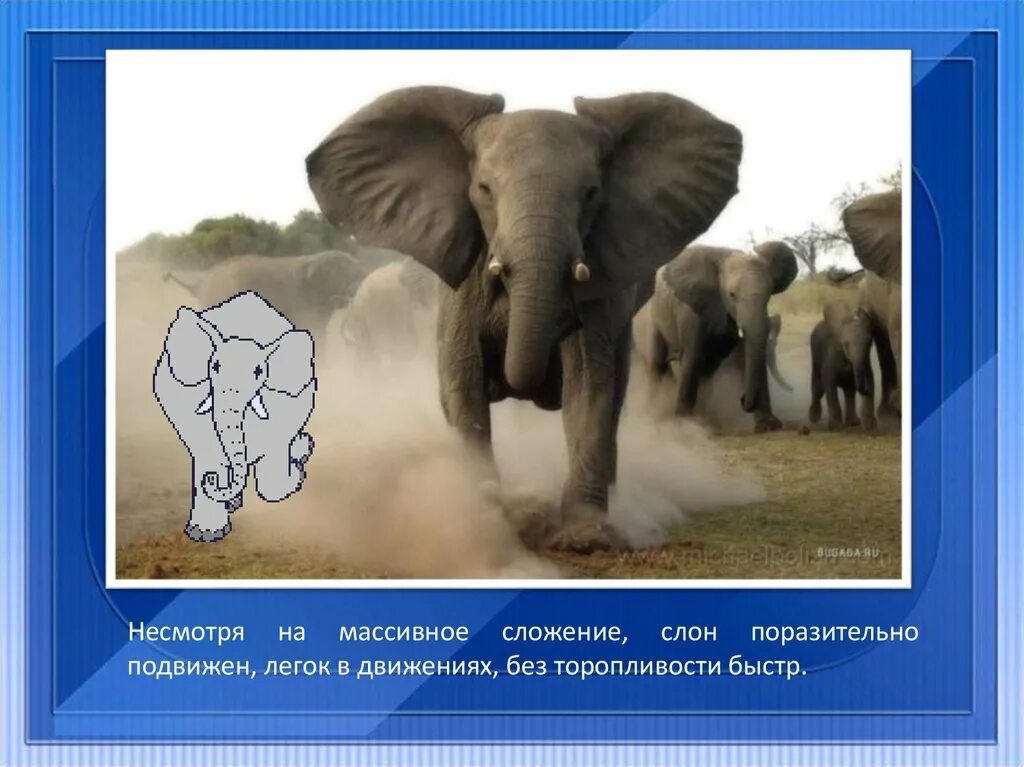 An elephant can run. Скорость слона. Скорость африканского слона. Животные Африки презентация. Слоны в Африке презентация.