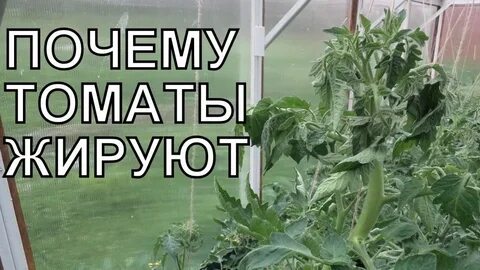 Жирнеют помидоры в теплице