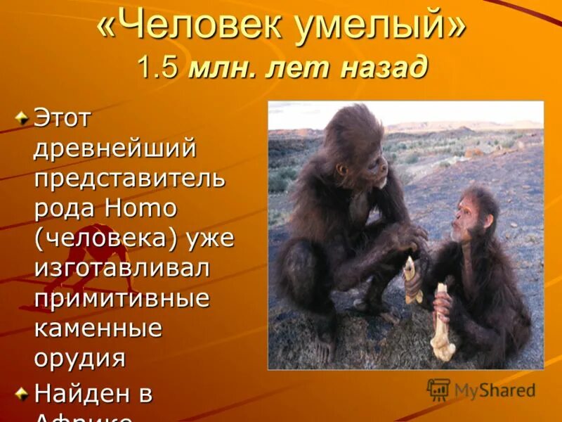первые представители рода homo 11 класс. назовите первого представителя рода человек. предки архантропов. представителичеловнка умелого. человек умелый представители.