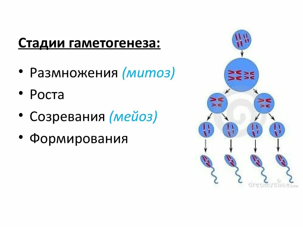 Гаметогенез схема. Стадии гаметогенеза. Основные этапы гаметогенеза. Гаметогенез мейоз.