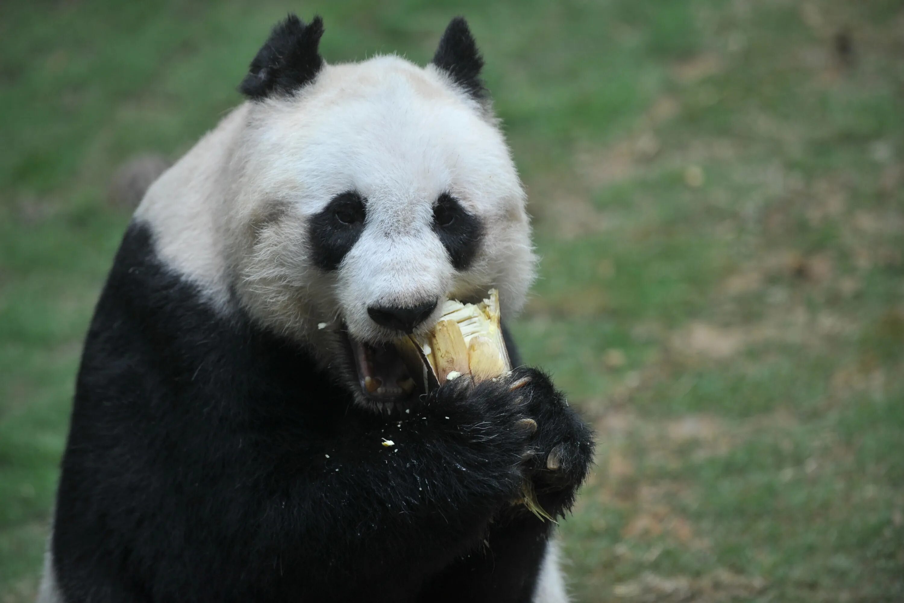 Панды едят мясо. Цзя Цзя Панда. Панда ест мороженое. Панда кушает. Панда ест бамбук.