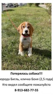 Клички собак мальчиков биглей