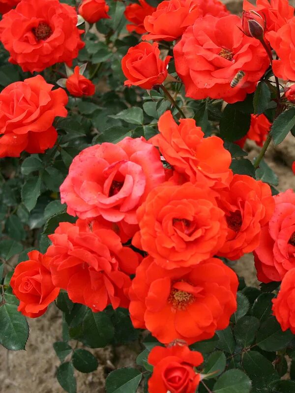 Кинг фаер. Кинг фаер. Кинг фаер. Кинг фаер. Кинг фаер.