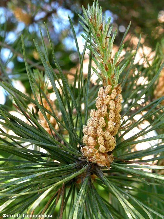 Хвойное заболевание. Pinus Sylvestris Martham. Pinus Sylvestris l. Saxatilis сосна обыкновенная. Сосновый вертун сосны обыкновенной.