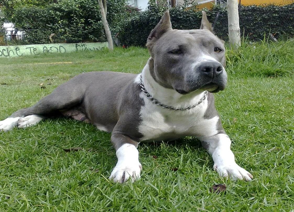 Американский стаффордширский терьер рост и вес. Вес стаффа. Рост и вес стаффордширского терьера. Американский стаффордширский терьер вес. Стаффордширский терьер рост и вес.