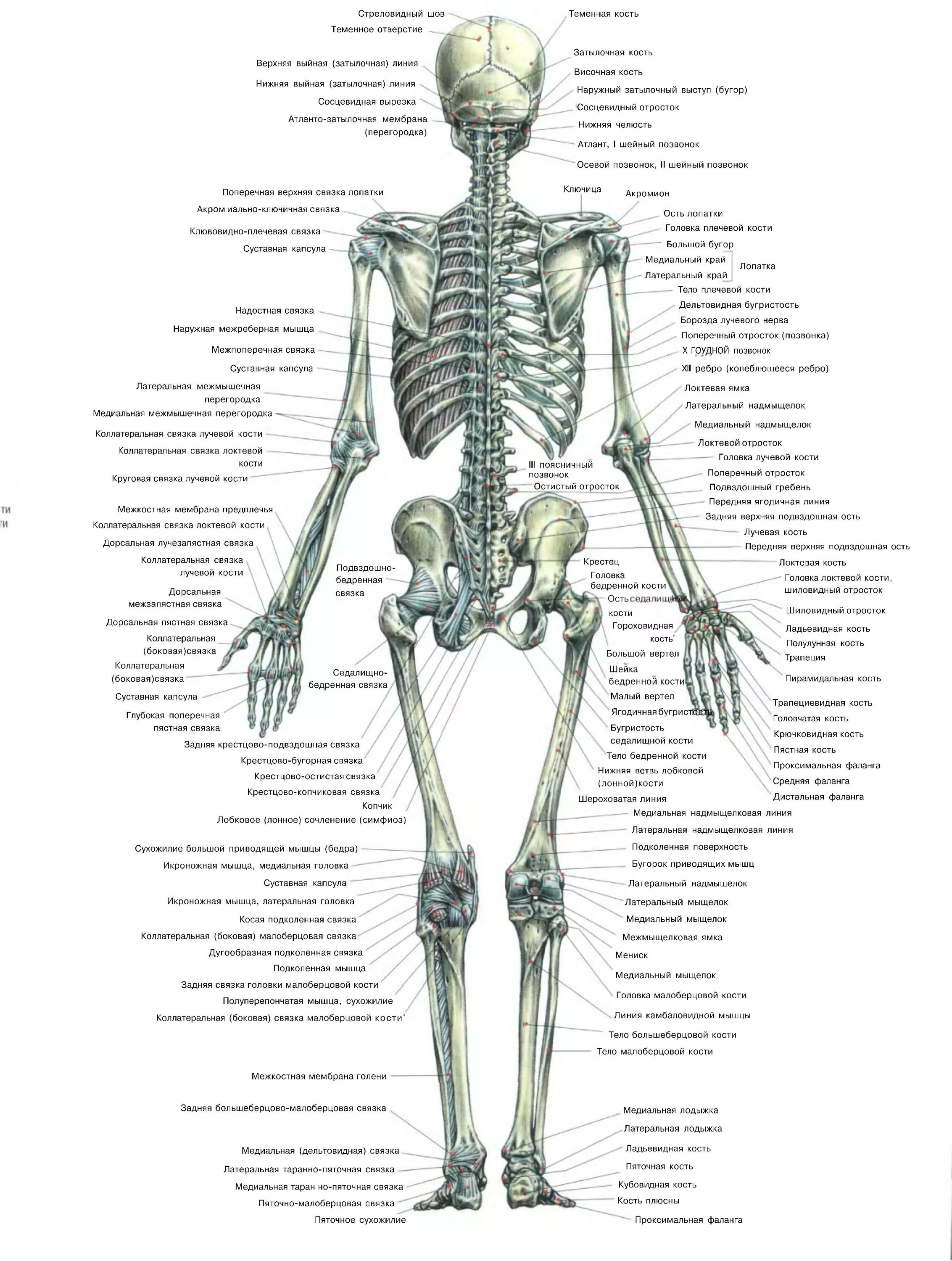 Строение костей человека с названиями. Кости скелета анатомия. Анатомическое строение скелета человека. Человеческий скелет название костей.