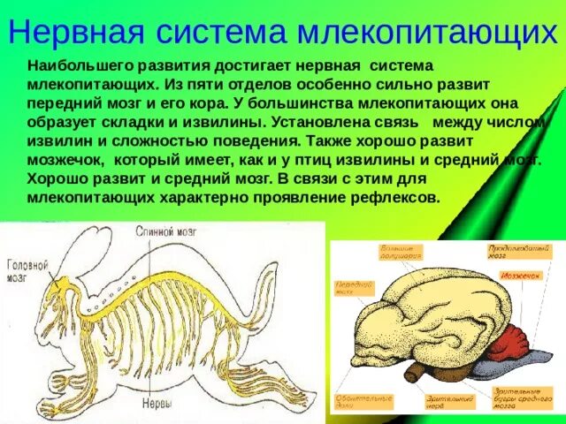 Нервная система пресмыкающихся и млекопитающих. Нервная система млекопитающих 7 класс биология таблица. Нервная система млекопитающих 7 класс биология. Отделы нервной системы млекопитающих. Нервное строение млекопитающих.