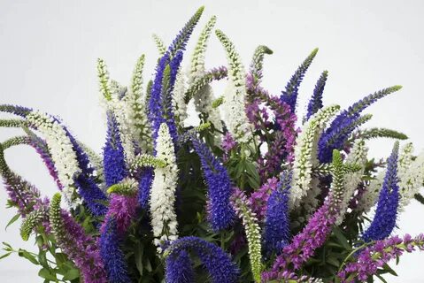 Our flowers