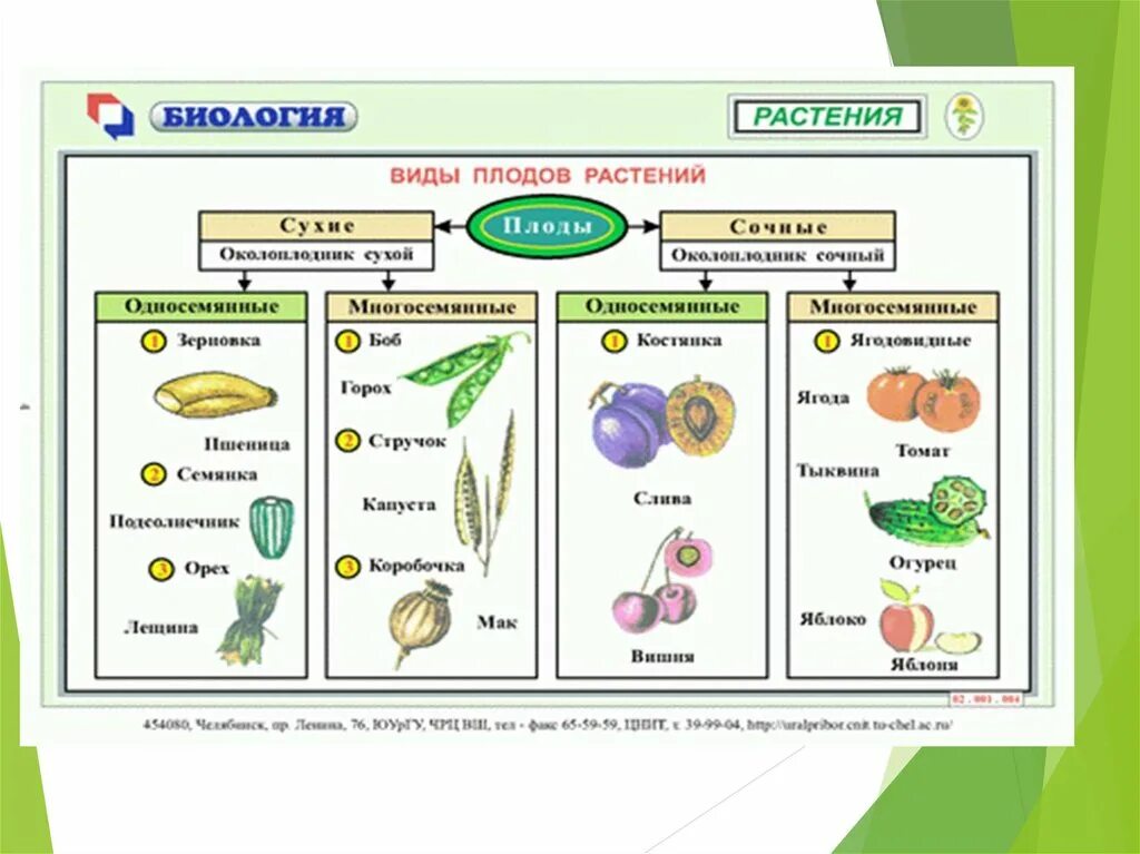 Класс биология интернет урок. Признаки плодов таблица. Таблица по теме плоды по биологии 6 класс. Таблица классификация плодов биология 6 класс. Таблица по теме плоды по биологии 6 класс Пасечник.
