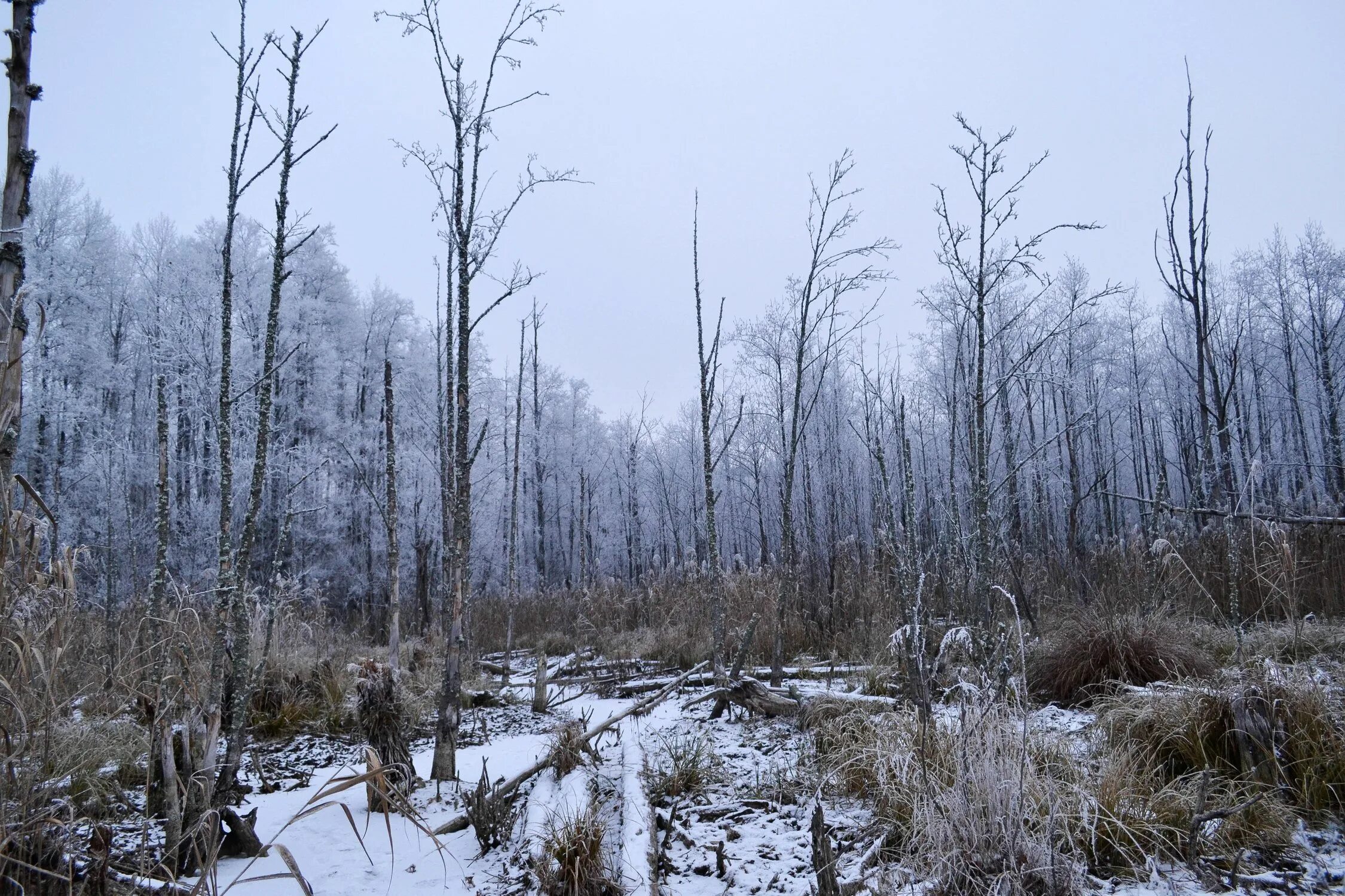 снежное болото. болото зимой. болото ламмин-суо. болота фэнтези. заболоченная тайга сибири.