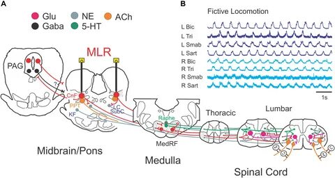 Neuron activation