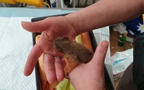 Бельчонок регистрация
