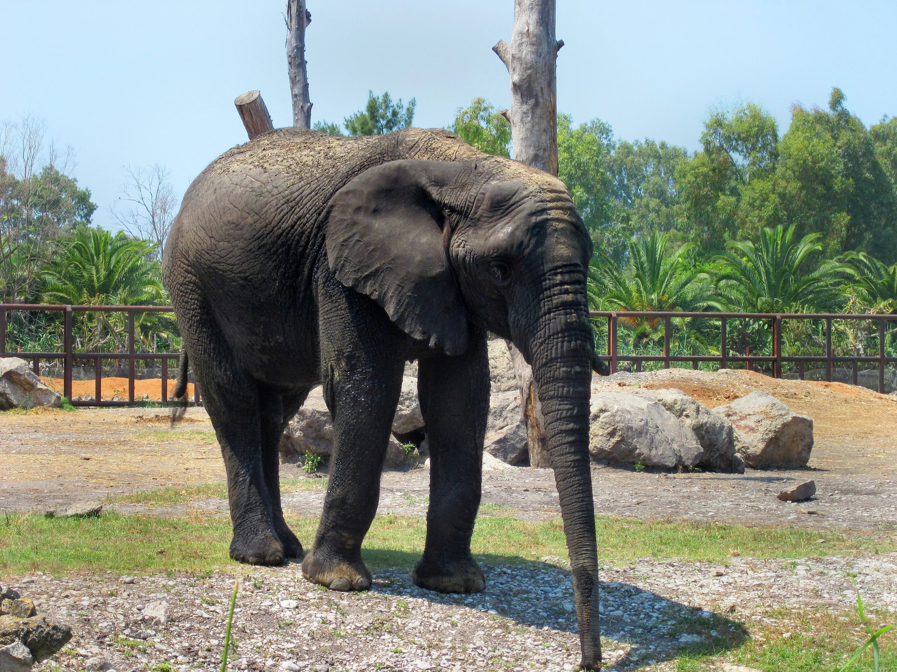 Huge elephant. Слон в зоопарке. Африканский слон в зоопарке. Слон в зоопарке для детей. Индийский слон в зоопарке.