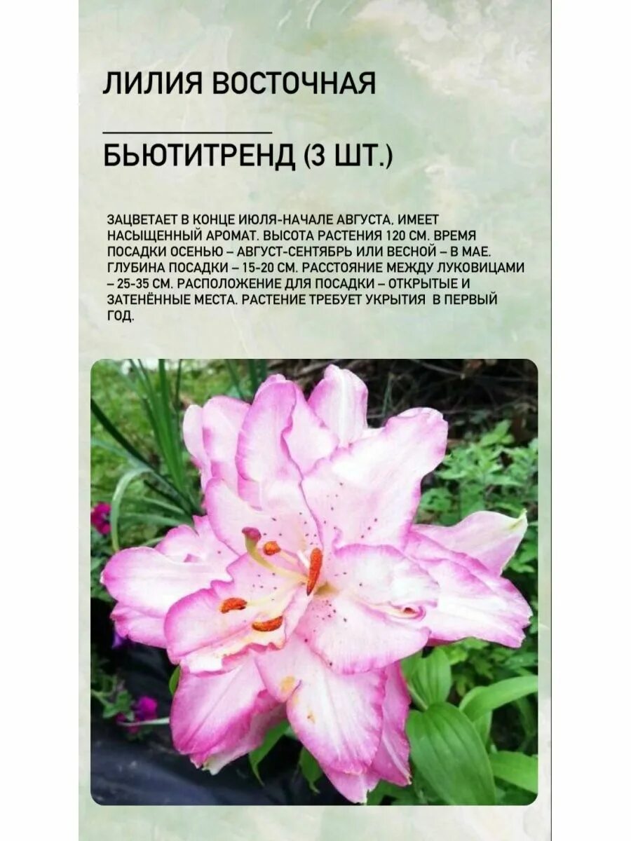 Купить лилия Бьютитренд 1 уп. (2 шт.), Весенние луковичные, Лилия - арт: 23005 н