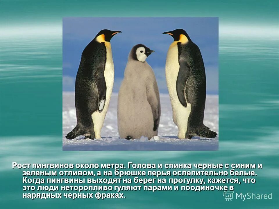 королевский пингвин и императорский пингвин сравнение. королевский пингвин в антарктиде. какой рост у пингвинов. императорский пингвин рост по сравнению с человеком. императорский пингвин рост.