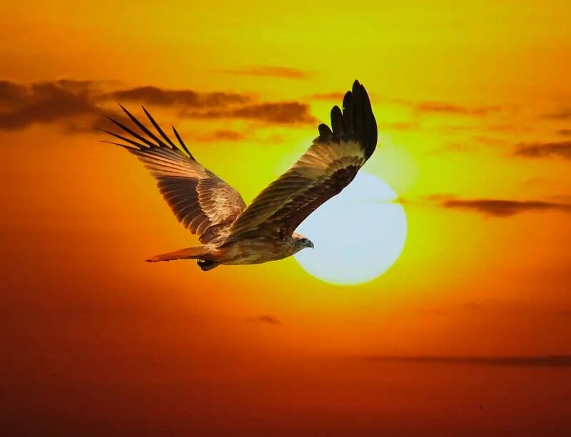 Птица улетающая вдаль. Орел в небе на закате. Птицы на закате. Орел в небе солнце. Красивая птица в полете.