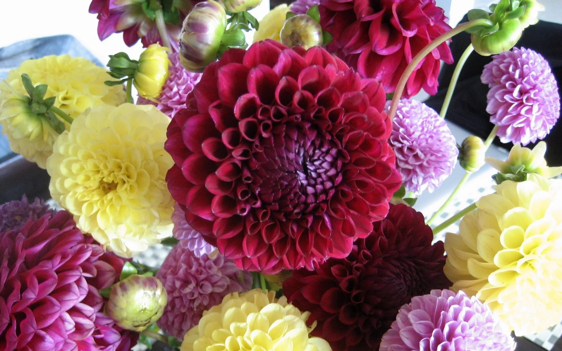 Пионы и георгины. Георгина рохайд. Георгина пейнтед блэк. Пионы астры георгины. Георгины разных цветов.