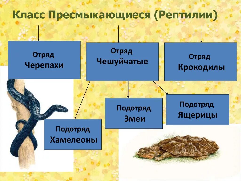 Класс пресмыкающиеся. Класс пресмыкающиеся отряды. Класс рептилии. Класс пресмыкающиеся представители. Тест по рептилиям 7 класс