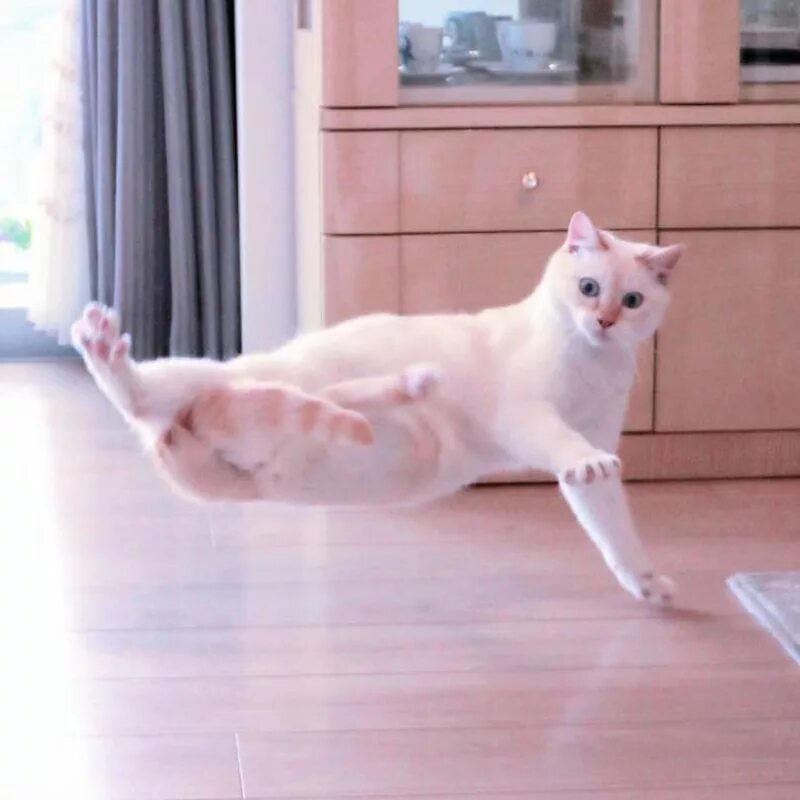 Где коты танцуют. Танцующий кот Чако из Японии. Танцующий кот. Котик танцует. Танцующая кошка.