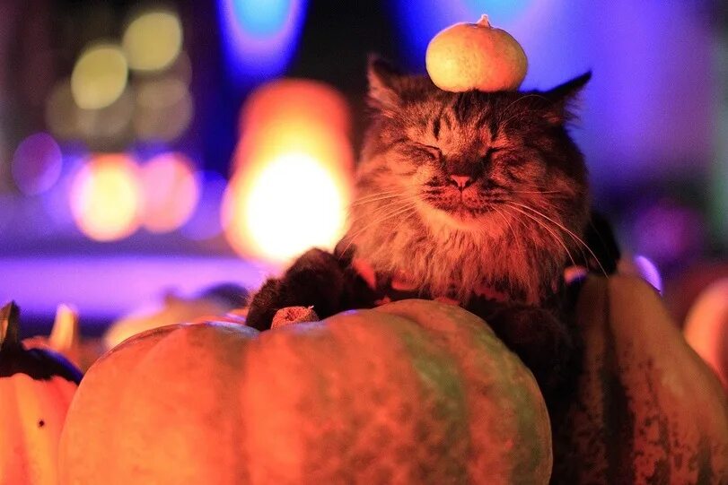 забавный хэллоуин. тыква на хэллоуин для детей. кошачий хэллоуин. хэллоуин с животными. хэллоуин открытка забавная.