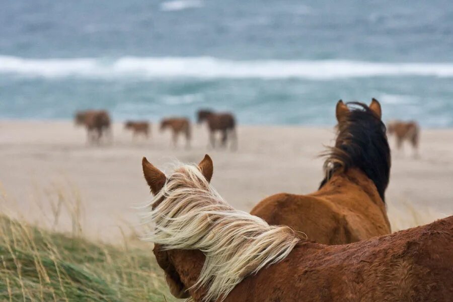 Wild horse islands the hunt. Дикие лошади острова Сейбл. Остров Сейбл лошади. Остров Сейбл Канада. Остров Сейбл Канада лошади.