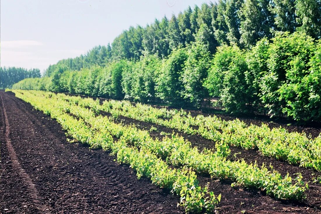 Почему урожай на полях защищенных лесополосами особенно. Полезащитные Лесные насаждения Алтайского края. Полезащитные Лесные полосы. Мелиоративные защитные Лесные насаждения. Агролесомелиорация мелиорация.