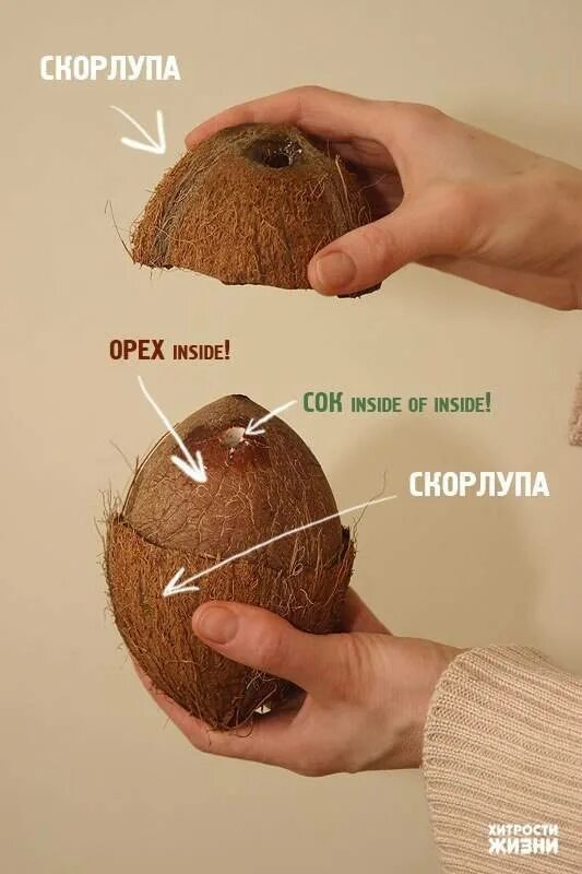 Как вскрыть кокосовый орех. Строение кокоса. как открыть кокос. строение кокосового ореха. расколотый кокос.
