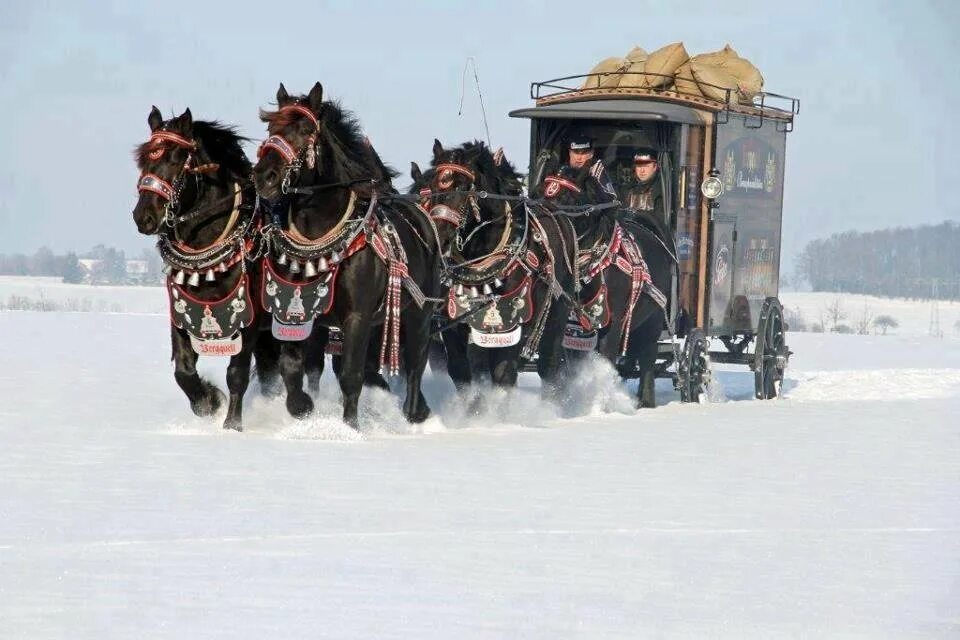 Зимний экипаж. Зимняя фотосессия с вороным конем. фото экипажа изображенного шестерка лошадей.