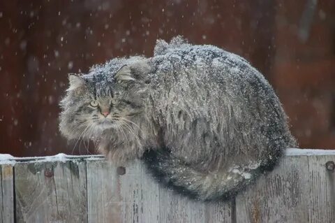 Кот васька сибирский