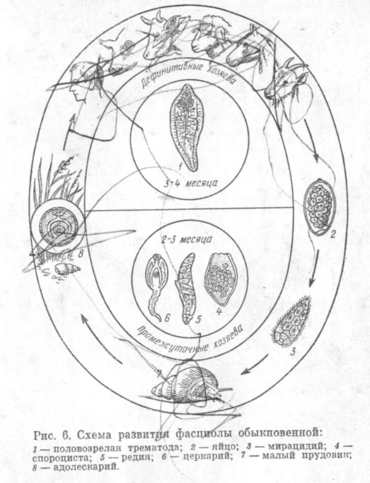 Цикл развития фасциолы. Цикл развития фасциолы печеночной. Жизненный цикл фасциолы схема. Цикл развития фасциолы схема. Фасциолез животных