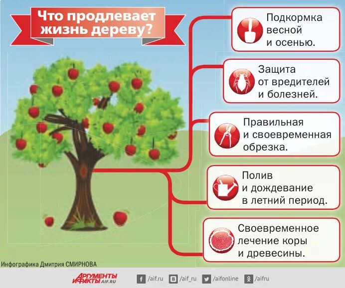 Схемы обработки плодовых деревьев. Схема обработок плодовых деревьев и кустарников. Схема обработки плодового сада. Схема обработки яблони.