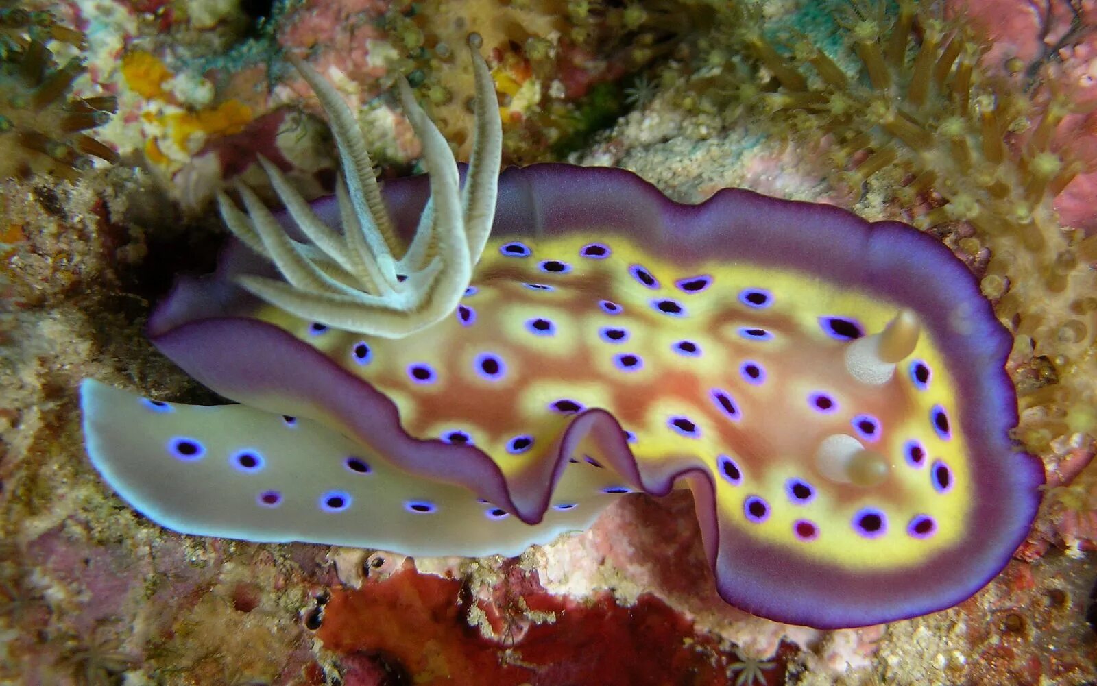 Goniobranchus kuniei. Хилазон моллюск. Морской СЛИЗЕНЬ моллюск. Голожаберник хромодорис.