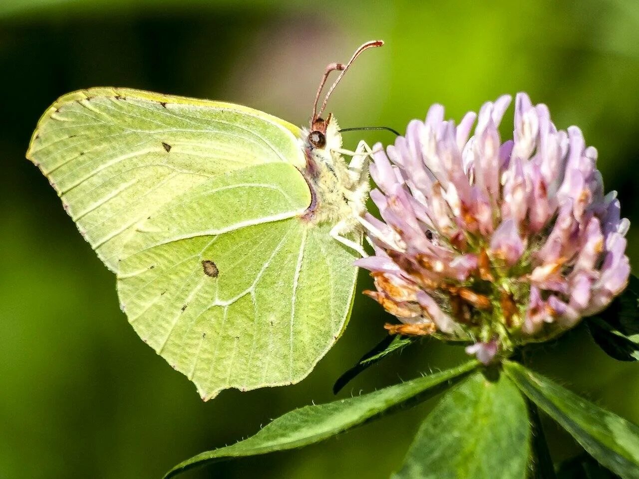 Лимонница крушинница. Бабочка крушинница (Gonepteryx rhamni). Капустница и лимонница.