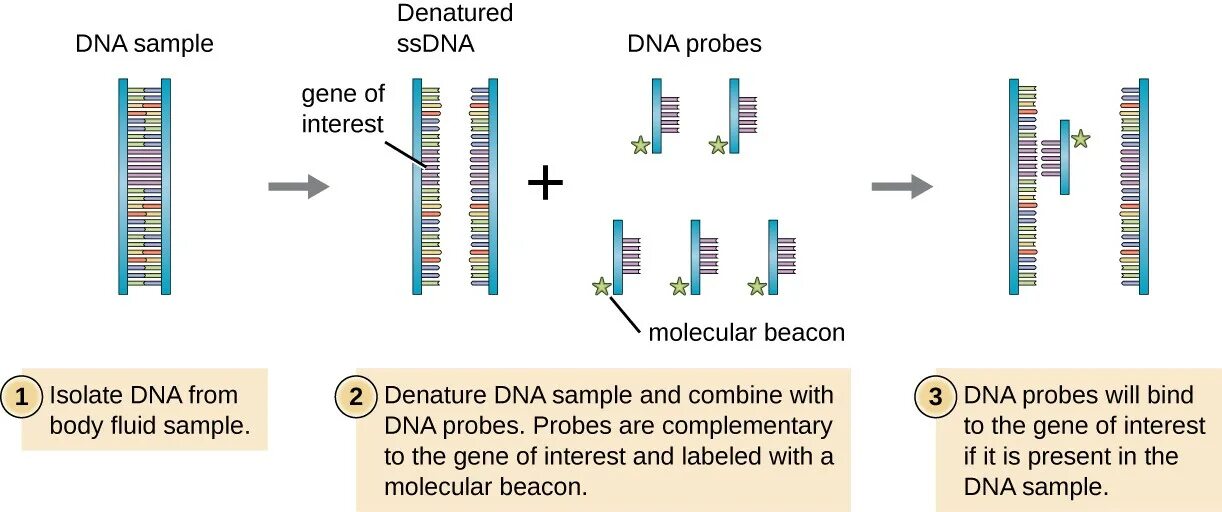 Тест днк рнк. DNA Probe. Молекулярные маяки в ПЦР. ДНК зонд. Гибридизационные зонды (DNA/CDNA Probes) как выглядят.