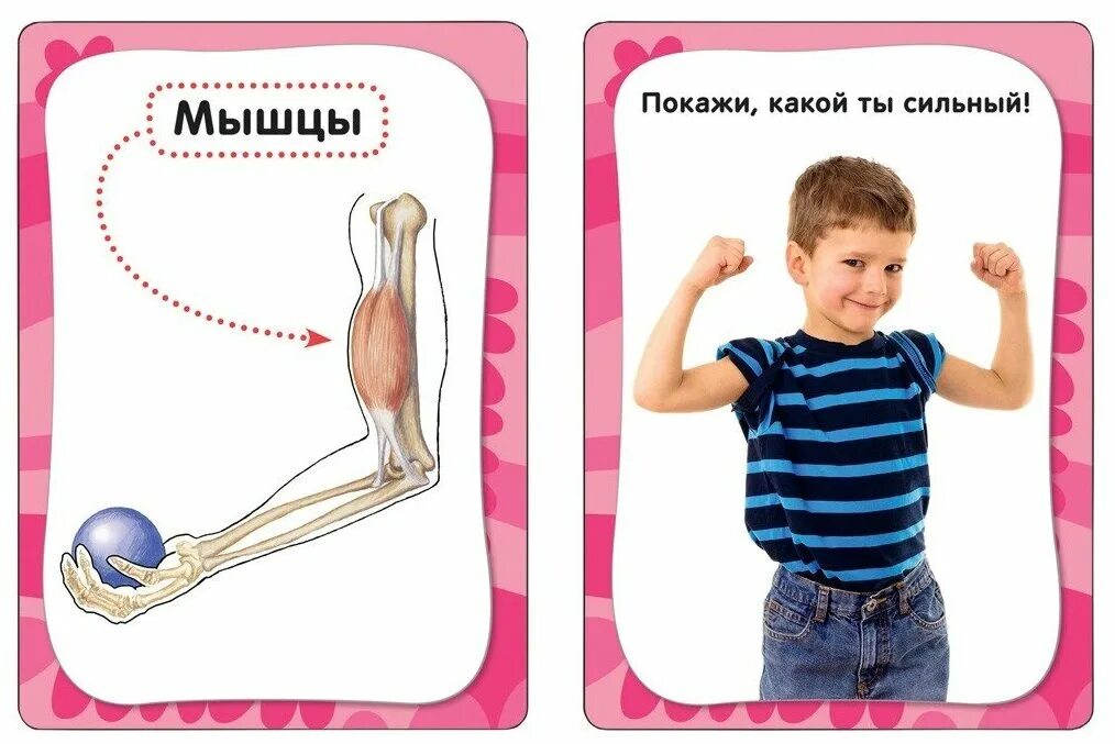 Как устроен малыш. Строение человека для детей. карточки тело человека для детей. строение человека карточка. карточки как устроен человек.