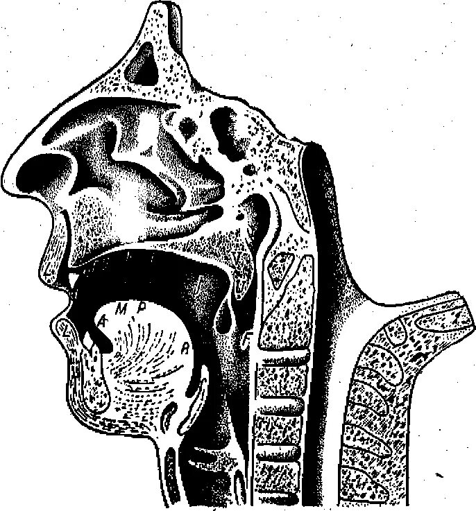 Поднятие мягкого неба. Глотка Сагиттальный распил. Сагиттальный распил головы анатомия. Полость рта Сагиттальный разрез головы. Сагиттальный распил головы глотка.