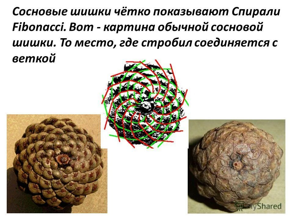 Шишки еловые и сосновые. Шишка сосны обыкновенной. Филлотаксис фибоначчи. Шишка сосны pinus lambertiana. Числа фибоначчи шишка.