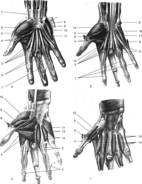 Ладонные мышцы кисти. Мышцы кисти ладонная поверхность. Мышцы кисти руки анатомия. Мышцы ладонной поверхности кисти анатомия. Поверхность запястья