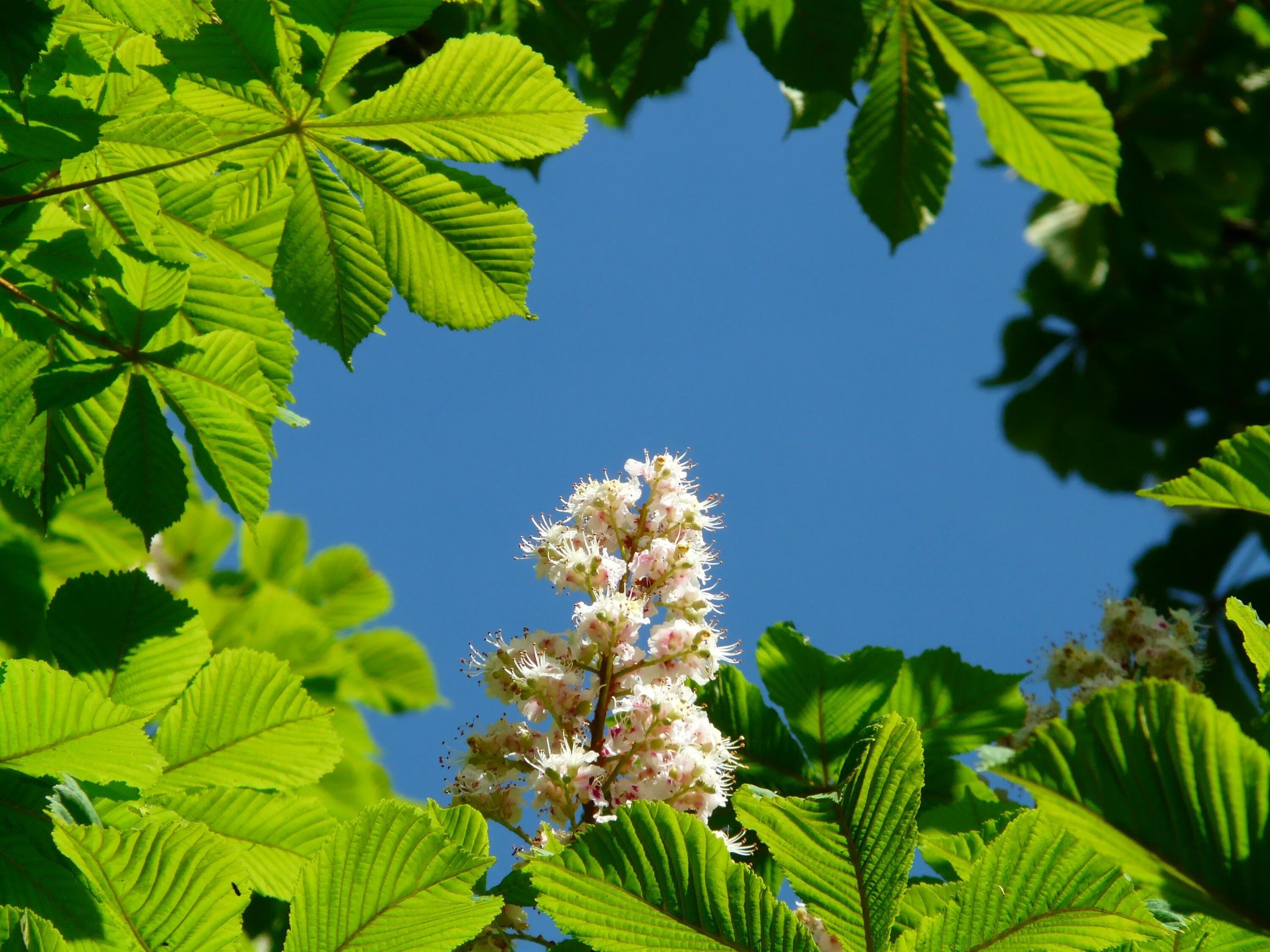 Конский каштан обыкновенный листья. Aesculus hippocastanum. Цветы конского каштана дерево. Конский каштан цветущее дерево. Каштановые цветы