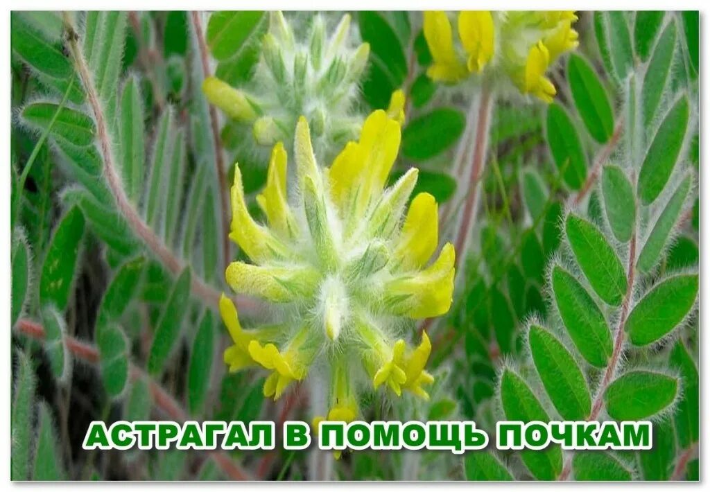 Мочекаменная болезнь и пиелонефрит. Астрагал кокандский – astragalus kokandensis bge. Улучшить работу почек. Всемирный день почки. Нефроделин - средство для восстановления почек.