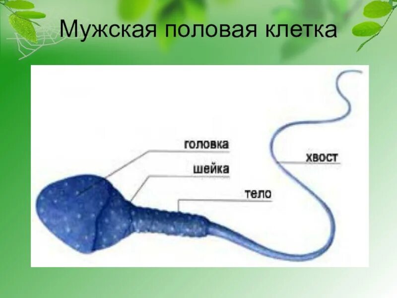 Мужские половые клетки имеют. Половая клетка. Половые клетки. Строение половых клеток человека. Человеческая половая клетка.