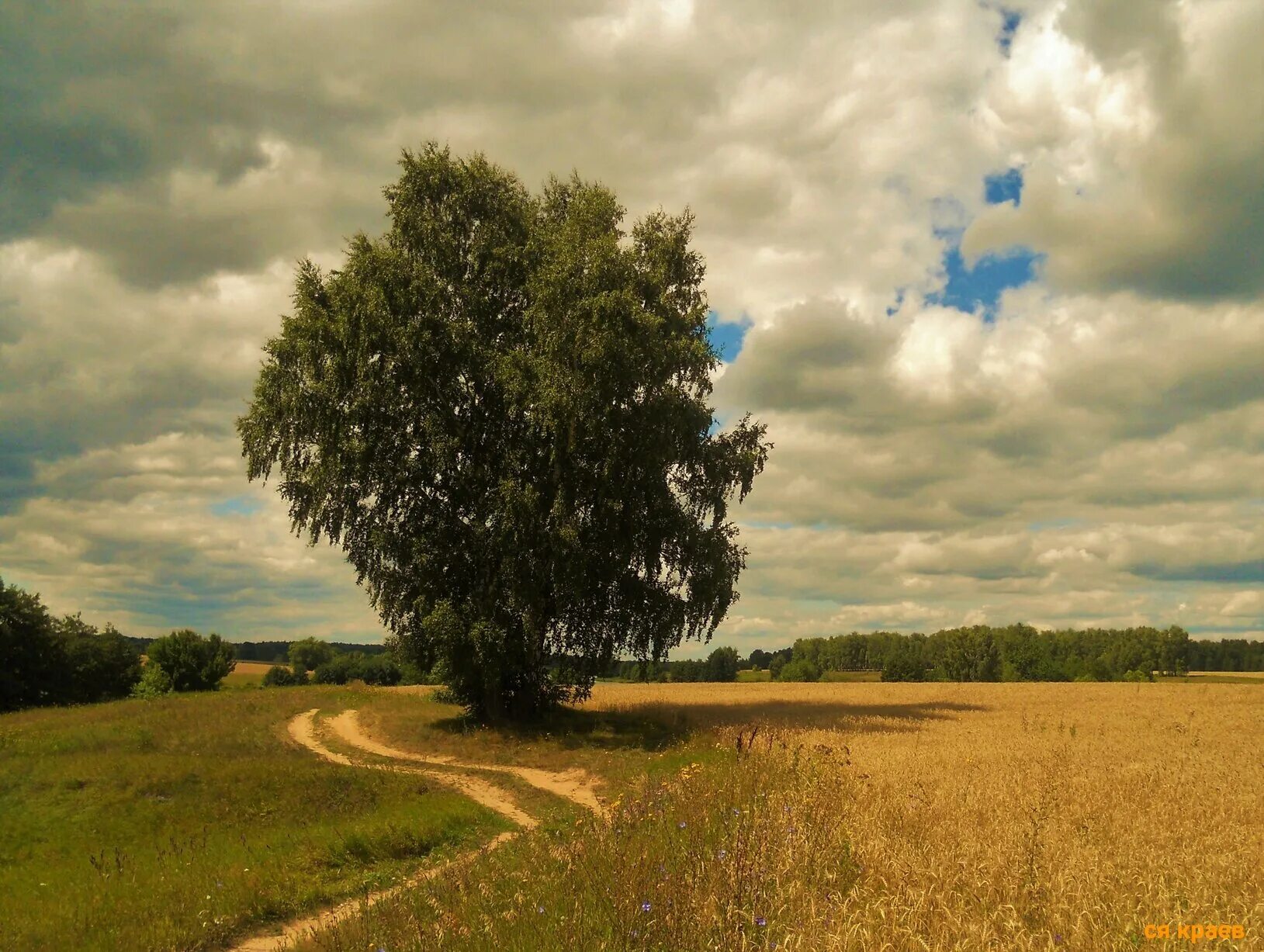 Слушать две березки у дороги. Рязань поля. Рязань березы поле. Рязанские поля и березы. Хлебные поля Башкортостана.