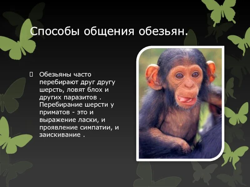Обезьяна для презентации. Описание обезьяны. Сообщение о обезьяне. Интересные факты про обезьян.