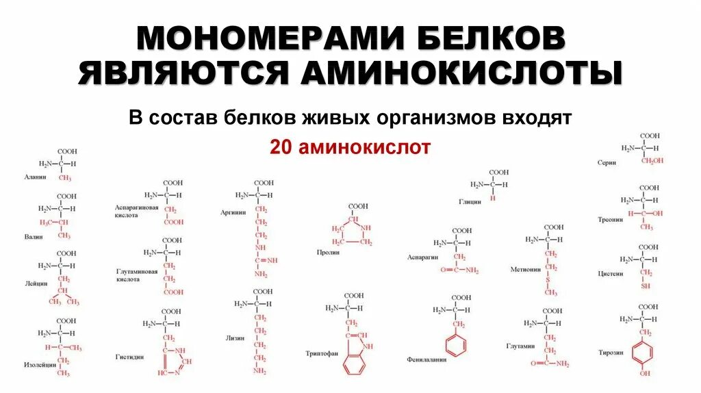 Укажите мономер белка. Строение белковых мономеров аминокислот. Мономерами белков являются аминокислоты. Строение аминокислоты мономеры. Состав белков мономеры белков аминокислоты.